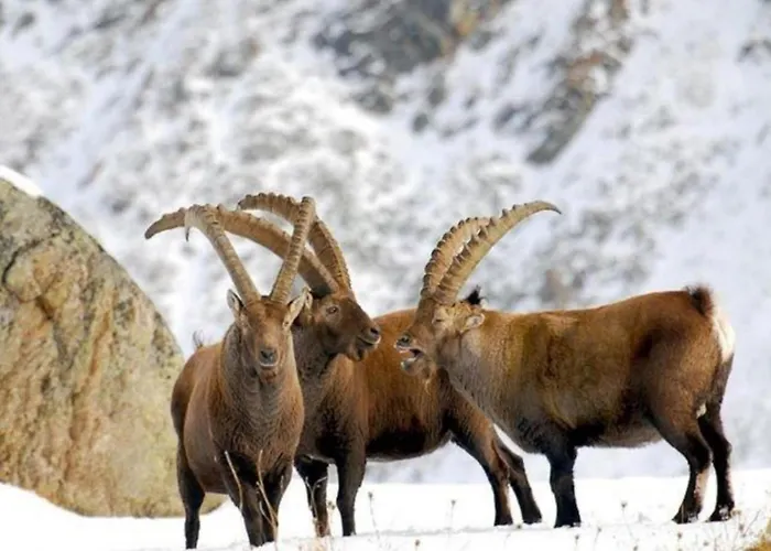 In Near Area شقة *